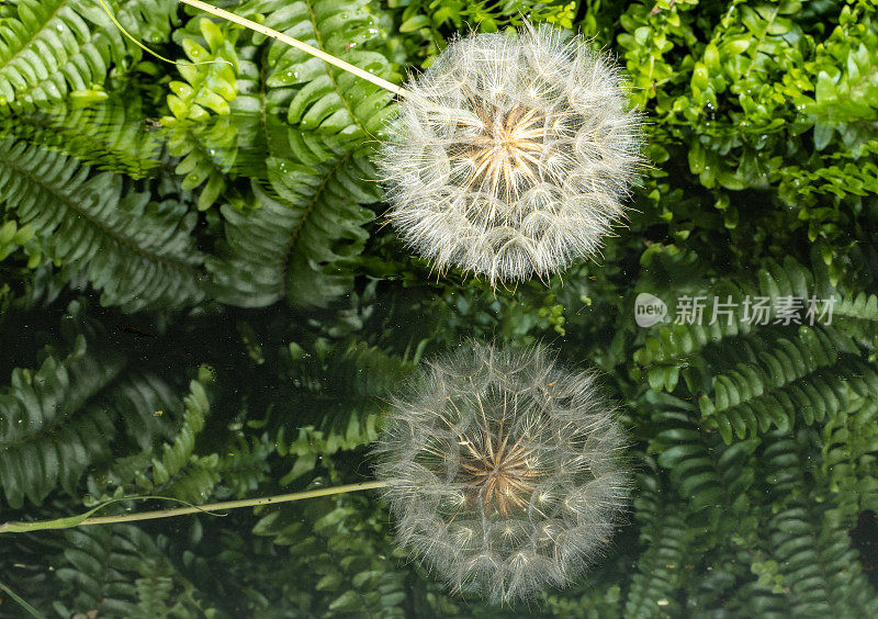 红腹雉(Tragopogon porrifolius)